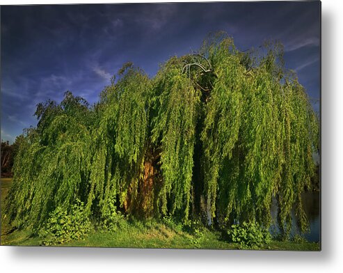 Trees Metal Print featuring the photograph Wisdom by Laurie Search