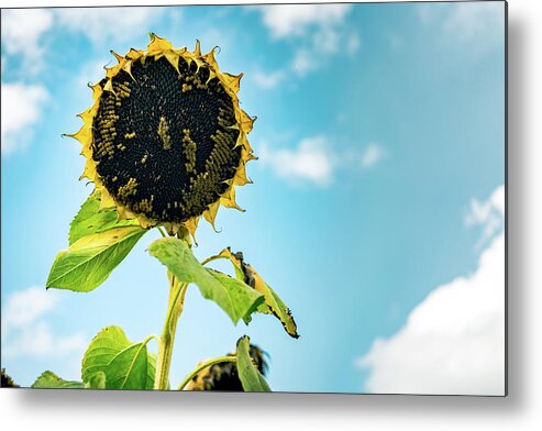 Sunflower Metal Print featuring the photograph Wisdom of Sunflowers by Ada Weyland