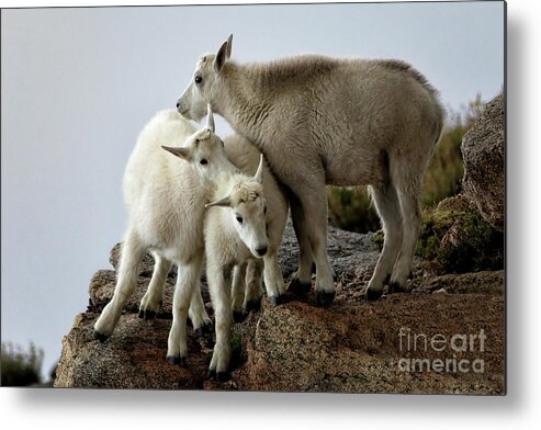 Kids Metal Print featuring the photograph Wistful Thinking by Jim Garrison