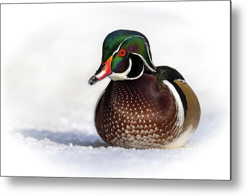 Duck Metal Print featuring the photograph Wood Duck in Snow by Bill Cubitt