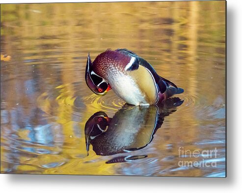 Wood Duck Metal Print featuring the photograph Wood Duck Preening With Reflections by Charline Xia