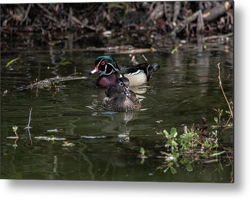 Wood Ducks Metal Print featuring the photograph Wood Ducks - 3 by David Bearden