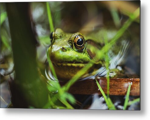 One Animal Metal Print featuring the photograph Wood Frog by Shaunl