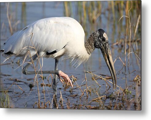 Wood Storks Metal Print featuring the photograph Wood stork by Mingming Jiang