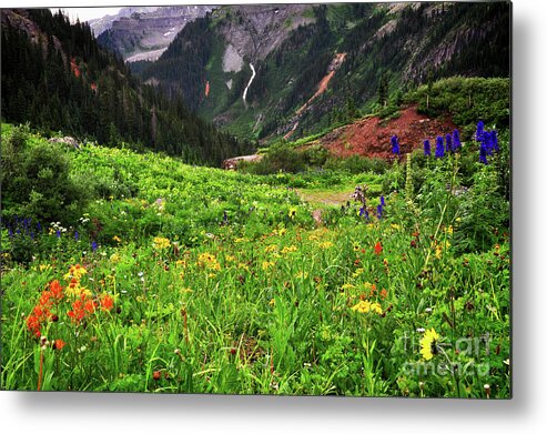 Wildflowers Metal Print featuring the photograph Yankee View by Randy Rogers