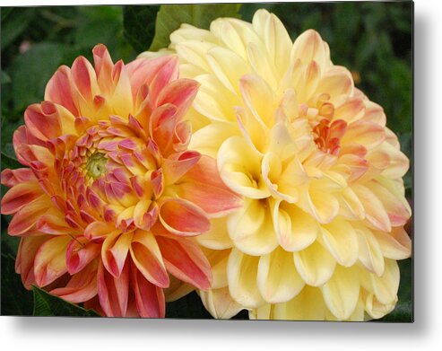 Dahlia Metal Print featuring the photograph Yellow and Orange Dahlias 1 by Amy Fose