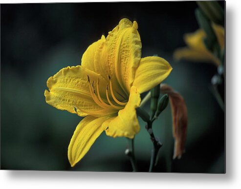 Copyright Elixir Images Metal Print featuring the photograph Yellow Flower at Sunset by Santa Fe
