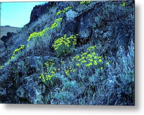 Flowers Metal Print featuring the photograph Yellow flowers hillside by Jeff Swan