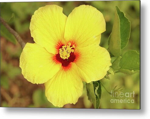 Hawaii Metal Print featuring the photograph Yellow Hibiscus Blossom Brightens the Day by Nancy Gleason