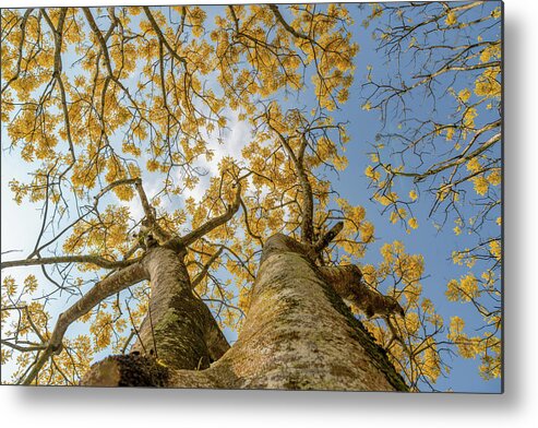 Awesome Metal Print featuring the photograph Yellow Phoenix Flower Background by Khanh Bui Phu