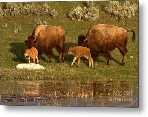 Yellowstone Metal Print featuring the photograph Yellowstone Bison Red Dog Season by Adam Jewell
