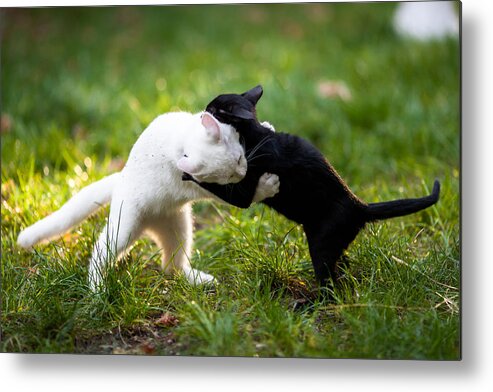 Grass Metal Print featuring the photograph Yin Yang cat fight by Anthoptic