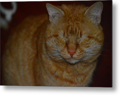 Cat Metal Print featuring the photograph You can't see me by Stacie Siemsen