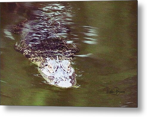 Young Metal Print featuring the photograph Young Alligator Watching #4 by Philip And Robbie Bracco