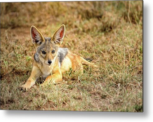 Africa Metal Print featuring the photograph Young Black Backed Jackal by Adrian O Brien