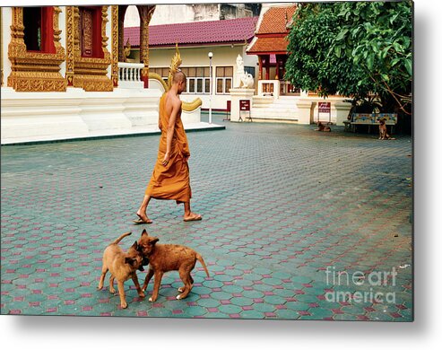 Buddha Metal Print featuring the photograph Young Dogs by Dean Harte
