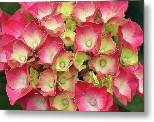 Hydrangea Metal Print featuring the photograph Young French Hydrangea by Maria Meester