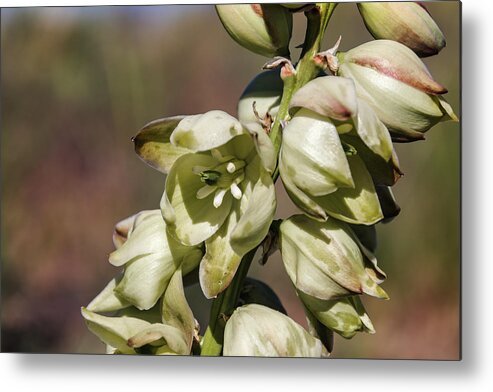 Yucca Metal Print featuring the photograph Yucca Flowers by Laura Terriere