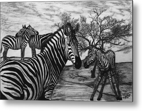 Zebra Outback Metal Print featuring the drawing Zebra Outback by Peter Piatt