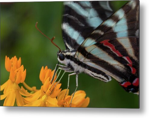 North Metal Print featuring the photograph Zebra Swallowtail Drinking on the Fly by Liza Eckardt