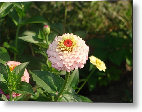 Pink Zinnia Metal Print featuring the photograph Zinnia by Anthony Seeker