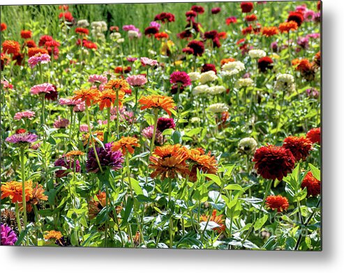 Zinnia Metal Print featuring the photograph Zinnia Field by Vivian Krug Cotton