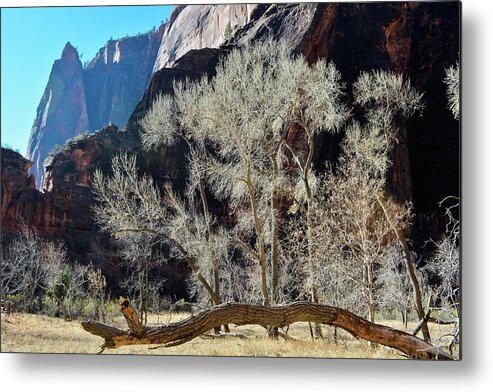 Zion National Park Metal Print featuring the photograph Zion National Park Riverside Trees by Kyle Hanson