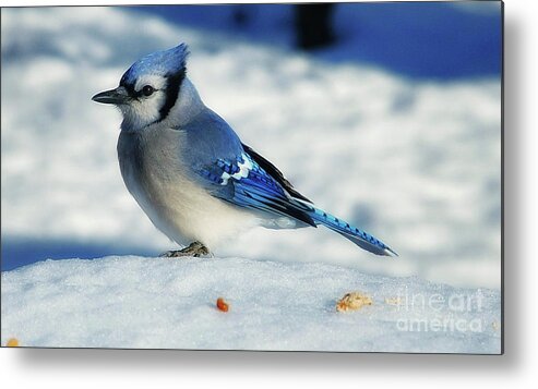  Bird Metal Print featuring the photograph Winter Bluejay by Elaine Manley