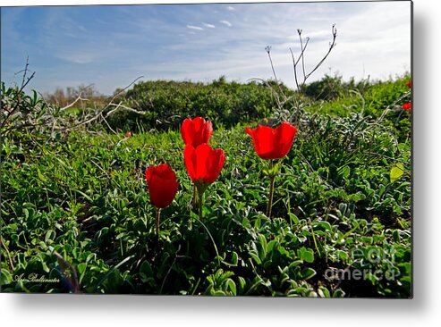 Nature Metal Print featuring the photograph Red Anemone #1 by Arik Baltinester
