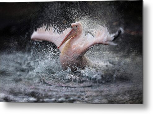 Wings Metal Print featuring the photograph Bathing Fun ..... by Antje Wenner-braun