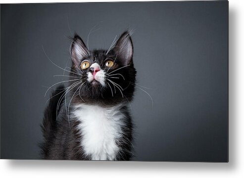 Pets Metal Print featuring the photograph Black And White Kitten - The Amanda by Amandafoundation.org