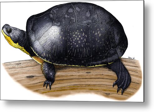 Art Metal Print featuring the photograph Blandings Turtle by Roger Hall