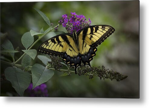 Butterfly Metal Print featuring the photograph Butterfly Effect by Phil Abrams