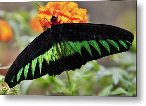 Butterfly - Jose Carlos Fernandes De Andrade Metal Print featuring the photograph Butterfly by Jose Carlos Fernandes De Andrade