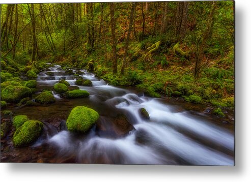 Lush Metal Print featuring the photograph Canopy of Green by Darren White