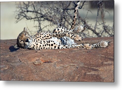Photography Metal Print featuring the photograph Cheetah Acinonyx Jubatus Resting by Panoramic Images