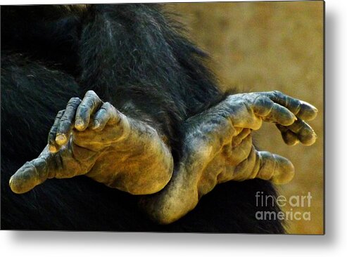 Chimpanzee Metal Print featuring the photograph Chimpanzee Feet by Clare Bevan