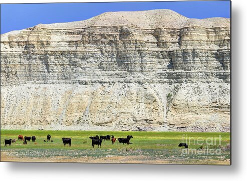 Cows Metal Print featuring the photograph Grazing Cows Green River Cliffs Thunderstorm by Gary Whitton