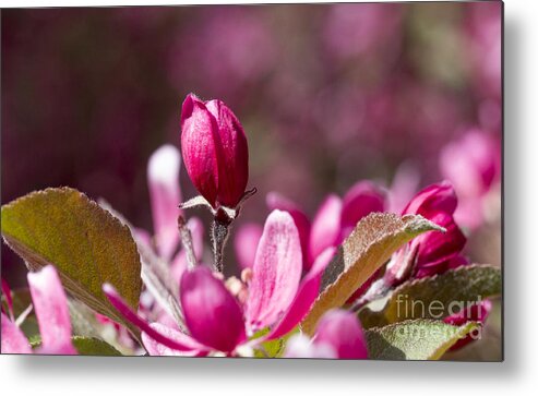 Arboretum Metal Print featuring the photograph Crabapple bud by Steven Ralser