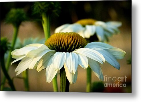 Nature Metal Print featuring the photograph Daisy Mae by Julia Hassett