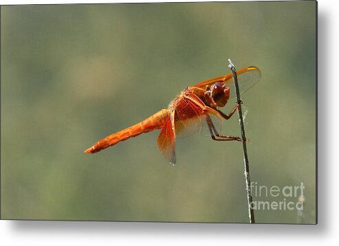 Insect Metal Print featuring the photograph Dragon Fly by Butch Lombardi