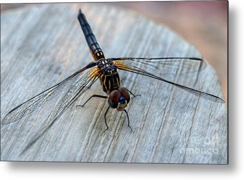 Dragonfly Macro Metal Print featuring the photograph Dragonfly  Stopped to Say Hello by Peggy Franz