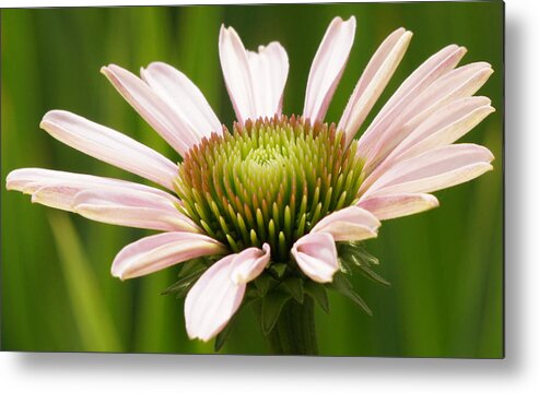 Purple Coneflower Metal Print featuring the photograph Echinacea Flower Unfolds Closeup by Robert E Alter Reflections of Infinity