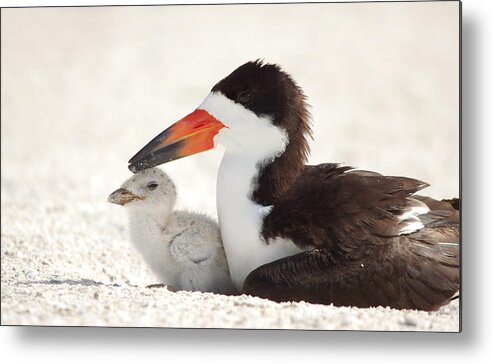 black Skimmers Skimmer Metal Print featuring the photograph Family Time. by Evelyn Garcia