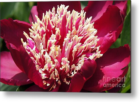 Red Metal Print featuring the photograph Flaming Peony by Lilliana Mendez