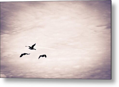 Flight Metal Print featuring the photograph Flight Of Three by Off The Beaten Path Photography - Andrew Alexander