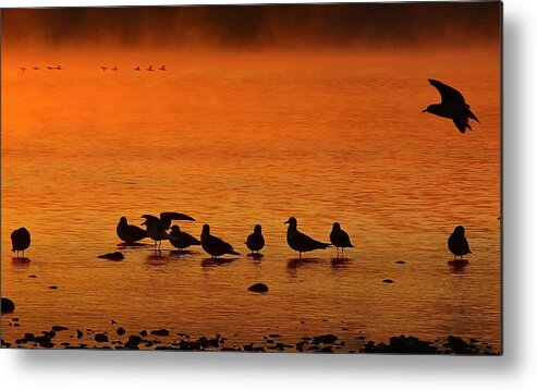 Sunrise Metal Print featuring the photograph Gathering at Sunrise by Nick Kloepping