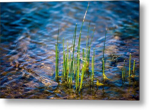 Pond Water Metal Print featuring the photograph Grass in the Water by Onyonet Photo studios