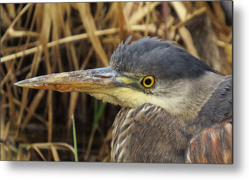 Wildlife Metal Print featuring the photograph Great Blue Heron by I'ina Van Lawick