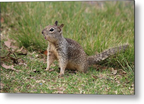 Ground Metal Print featuring the photograph Hey There by Christy Pooschke